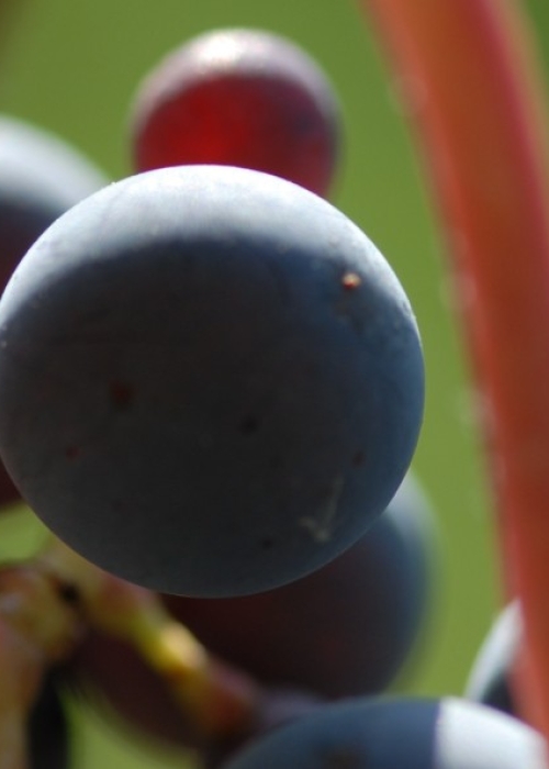 Merlot ANT 1328